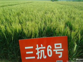 高产抗病小麦品种