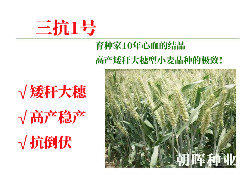 抗倒伏高产小麦-三抗1号