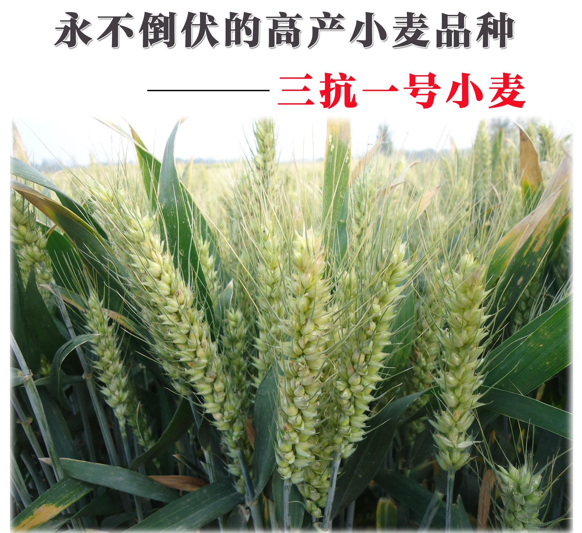 抗倒伏高产小麦-三抗1号