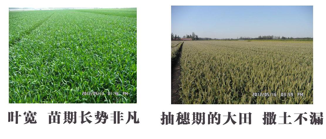 抗倒伏高产小麦-三抗1号