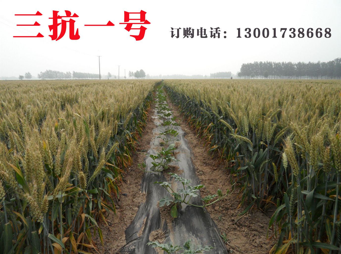 抗倒伏高产小麦种-三抗1号