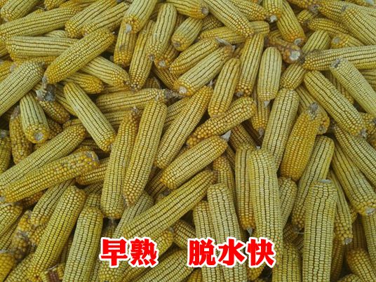 高产玉米品种-京单28
