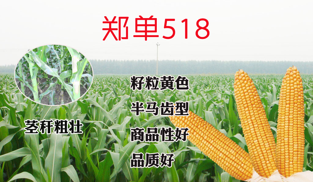 高产玉米良种郑单518 高产玉米良种郑单518