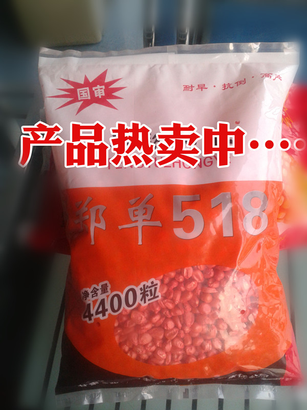 高产玉米良种518 高产玉米良种518
