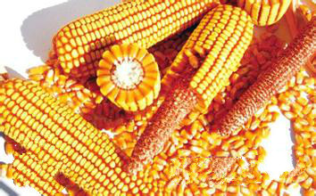 高产玉米新品种甘玉358