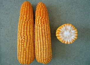 高产玉米品种豫单8703