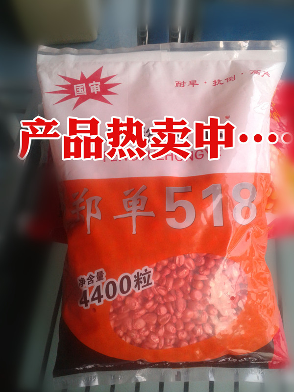 高产玉米新品种郑单518
