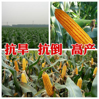 高产玉米新品种郑单518