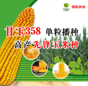 高产玉米良种甘玉358 高产玉米良种甘玉358