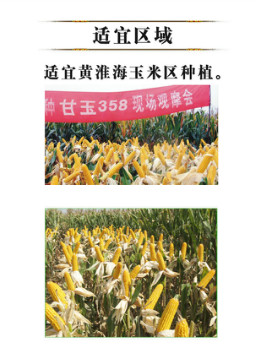 高产玉米良种甘玉358 高产玉米良种甘玉358