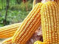 高产玉米品种