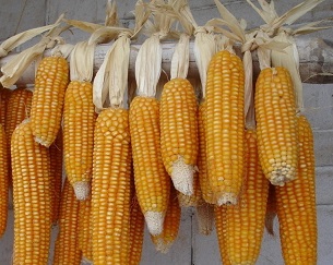 超高产玉米品种