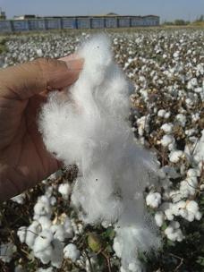 新疆高产棉花