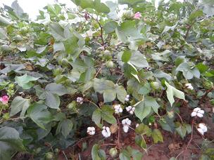 超高产棉花品种