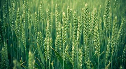 优质高产小麦品种