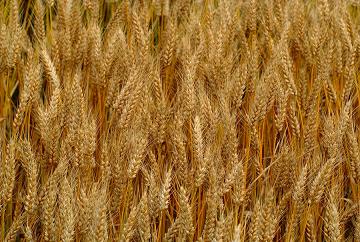 矮杆高产小麦品种