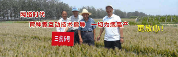 高产小麦品种三抗6号 高产小麦品种三抗6号