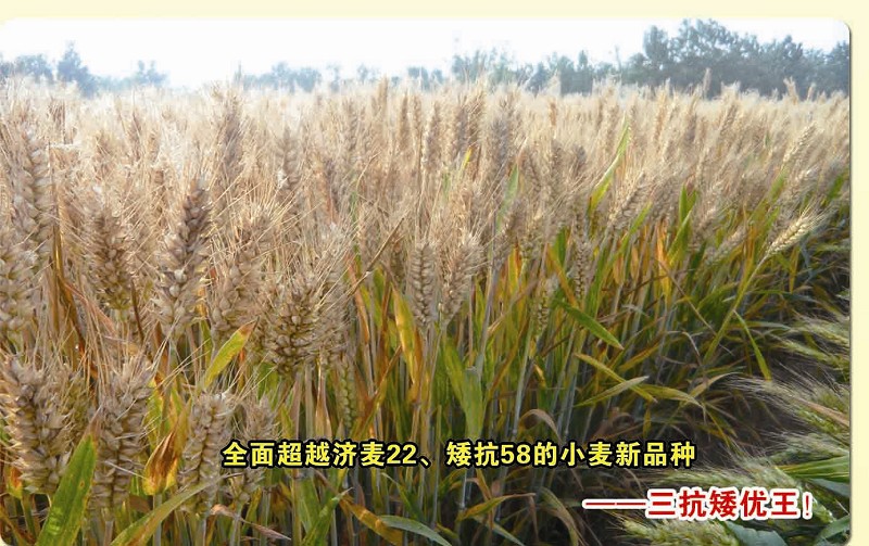 高产小麦新品种三抗矮优王