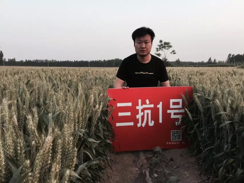 山东高产小麦品种三抗1号 山东高产小麦品种三抗1号