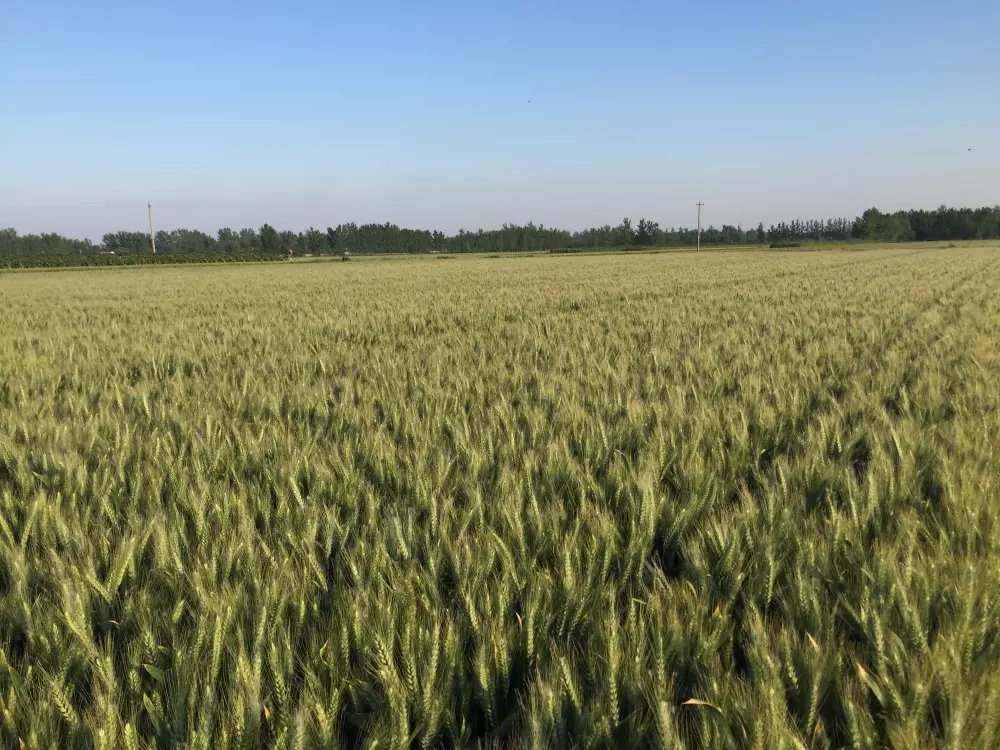 高产小麦品种三抗6号