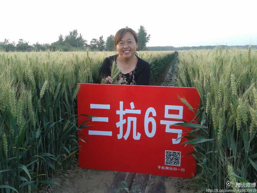 高产小麦品种三抗6号 高产小麦品种三抗6号
