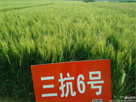 超高产小麦品种三抗6号