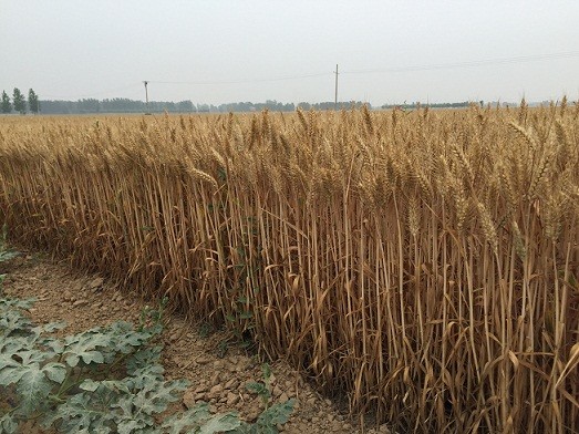 高产小麦种子