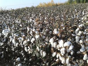 高产棉花种子