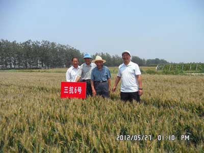 高抗赤霉病三抗6号小麦