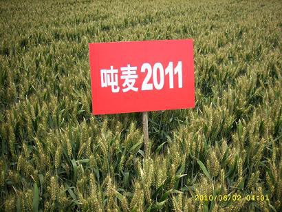 小麦种子——超高产吨麦2011