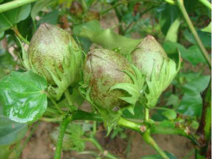 适合北疆种植的抗虫高产稳产机采棉花新品种