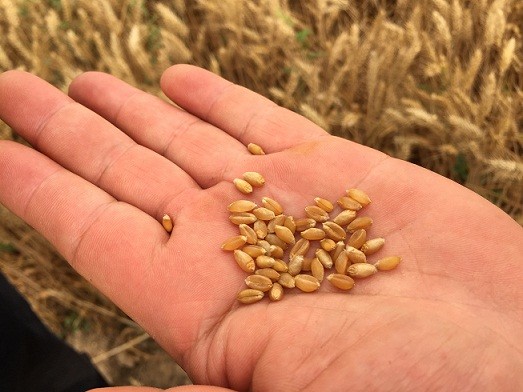 高产小麦新品种矮优王