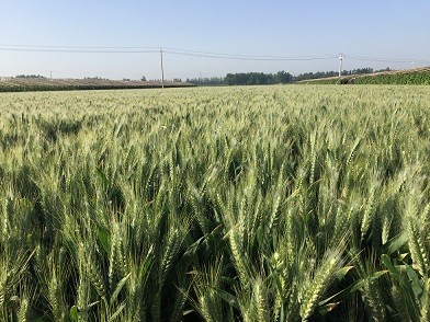 高产小麦大穗品种